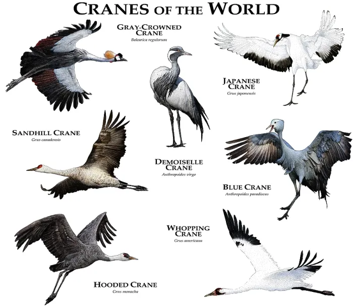 Framed Print : Cranes of the World Framed Print : Cranes of the World