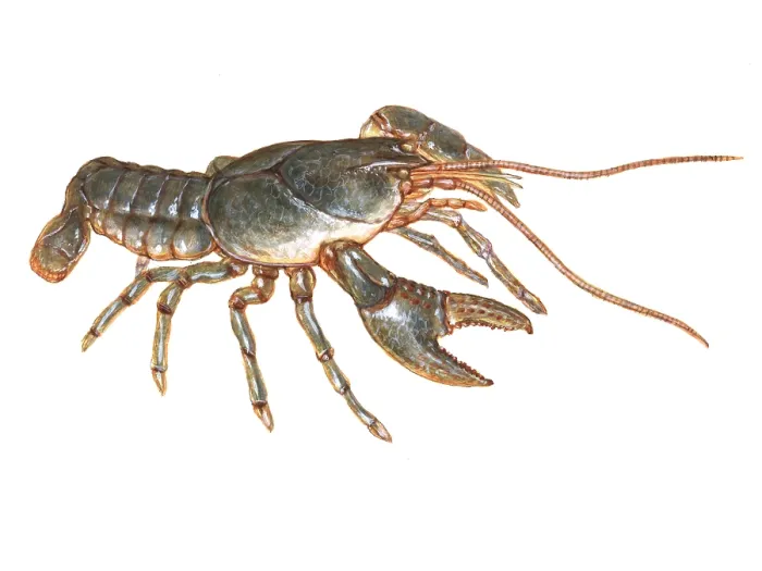 Framed Print : Crayfish, Illustration Framed Print : Crayfish, Illustration