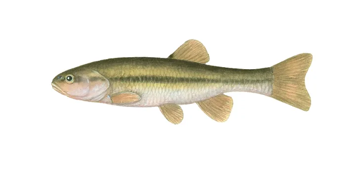 Framed Print : Creek Chub