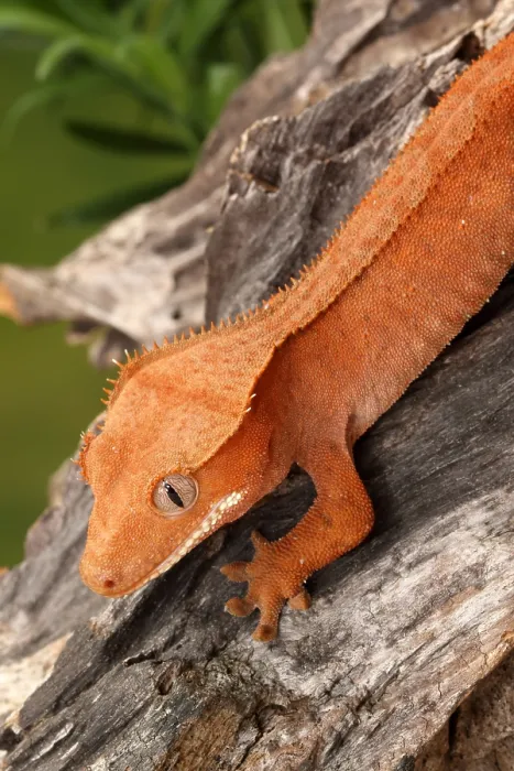 Framed Print : Crested Gecko (Correlophus ciliatus) Framed Print : Crested Gecko (Correlophus ciliatus)