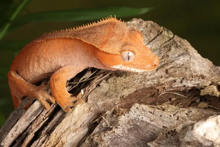Framed Print : Crested Gecko (Correlophus ciliatus)