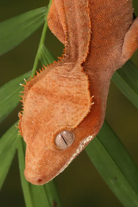 Framed Print : Crested Gecko (Correlophus ciliatus) Framed Print : Crested Gecko (Correlophus ciliatus)