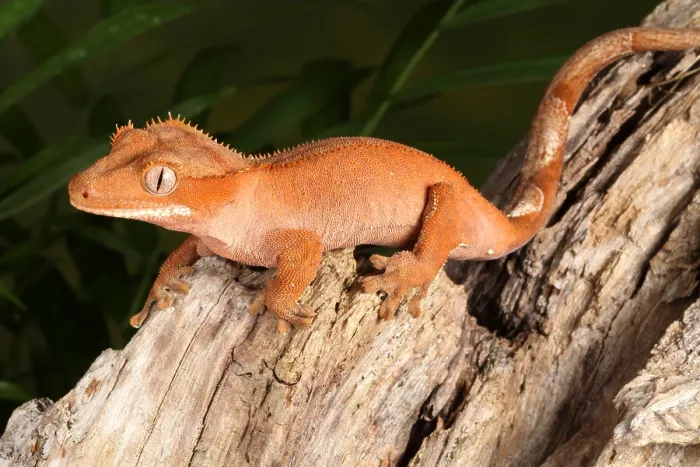 Framed Print : Crested Gecko (Correlophus ciliatus) Framed Print : Crested Gecko (Correlophus ciliatus)
