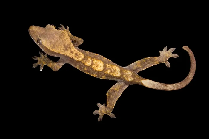 Framed Print : Crested Gecko (Correlophus ciliatus) on glass