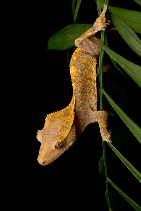 Framed Print : Crested Gecko (Rhacodactylus ciliatus) Framed Print : Crested Gecko (Rhacodactylus ciliatus)