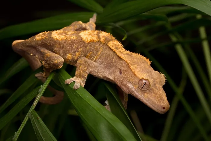 Framed Print : Crested Gecko (Rhacodactylus ciliatus) Framed Print : Crested Gecko (Rhacodactylus ciliatus)