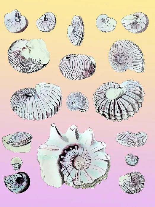 Framed Print : Cretaceous Nautili and Ammonite Fossils