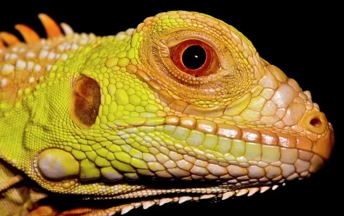 Framed Print : Crimson Phase Green Iguana Framed Print : Crimson Phase Green Iguana