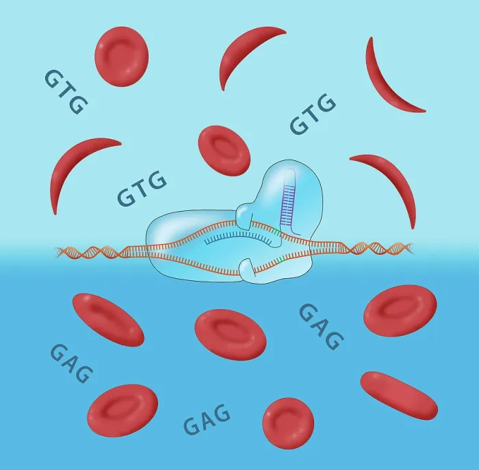 Framed Print : CRISPR cure for Sickle cell anemia disease and Normal Blood Cells, gtg, gag, Conceptual Illustration Framed Print : CRISPR cure for Sickle cell anemia disease and Normal Blood Cells, gtg, gag, Conceptual Illustration