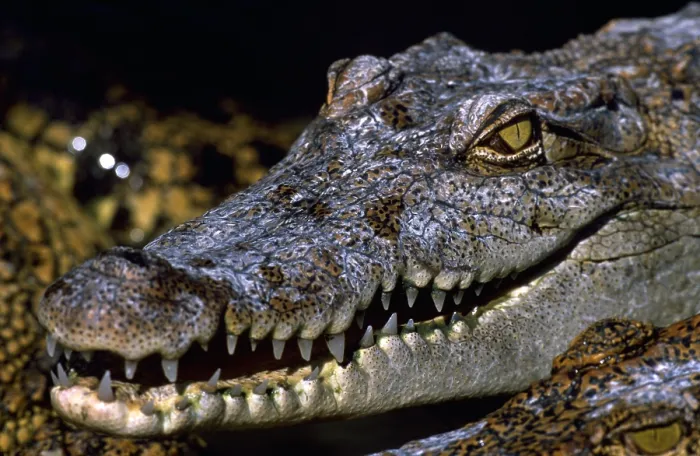 Framed Print : Crocodile baring teeth Framed Print : Crocodile baring teeth