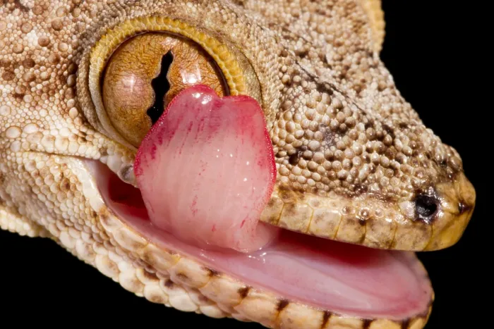 Framed Print : Crocodile Gecko cleaning eye