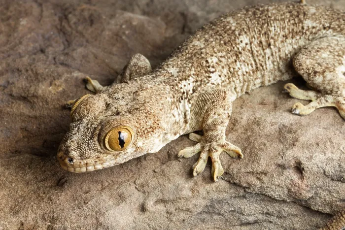Framed Print : Crocodile Gecko (Tarentola mauritanica) Framed Print : Crocodile Gecko (Tarentola mauritanica)