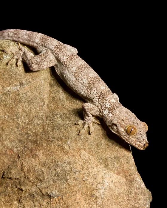Framed Print : Crocodile Gecko (Tarentola Mauritanica) Framed Print : Crocodile Gecko (Tarentola Mauritanica)
