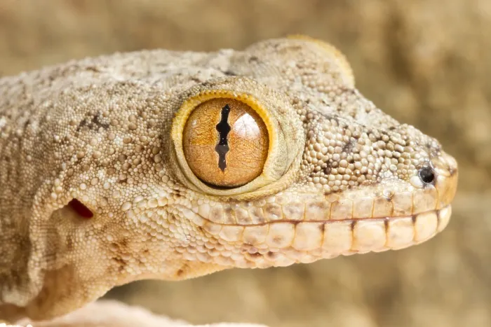 Framed Print : Crocodile Gecko (Tarentola mauritanica) Framed Print : Crocodile Gecko (Tarentola mauritanica)