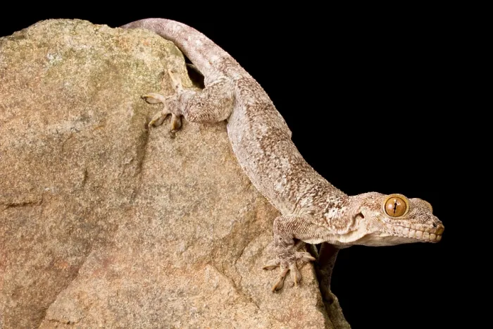 Framed Print : Crocodile Gecko (Tarentola Mauritanica) Framed Print : Crocodile Gecko (Tarentola Mauritanica)