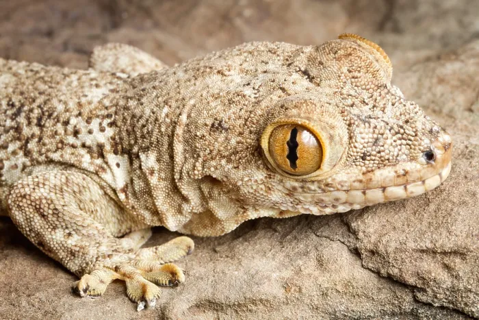 Framed Print : Crocodile Gecko (Tarentola mauritanica) Framed Print : Crocodile Gecko (Tarentola mauritanica)
