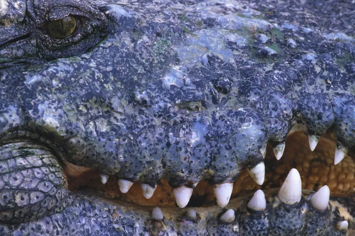 Framed Print : Crocodile Head Framed Print : Crocodile Head