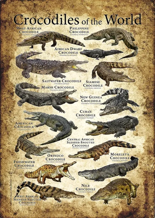 Framed Print : Crocodiles of the World Framed Print : Crocodiles of the World