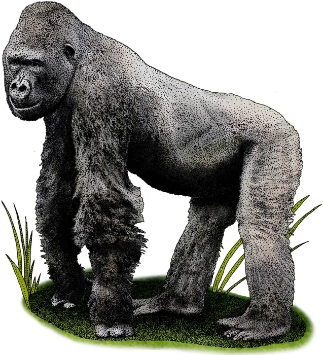 Framed Print : Cross River Gorilla Framed Print : Cross River Gorilla