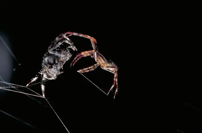 Framed Print : Cross Spiders Mating Framed Print : Cross Spiders Mating
