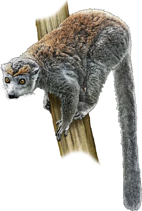 Framed Print : Crowned Lemur, Illustration