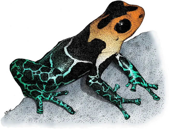 Framed Print : Crowned Poison Frog