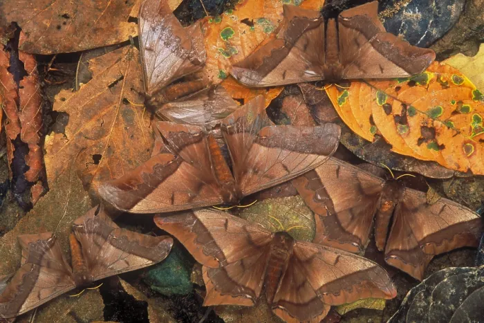 Framed Print : Cryptic leaf moths blending Framed Print : Cryptic leaf moths blending