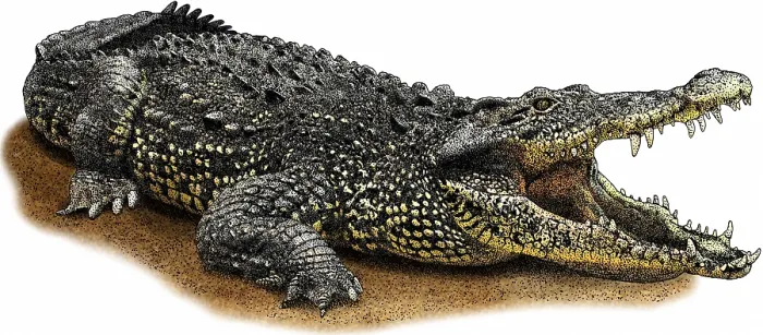 Framed Print : Cuban Crocodile Framed Print : Cuban Crocodile