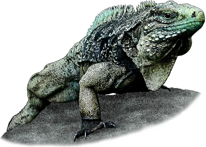Framed Print : Cuban Iguana