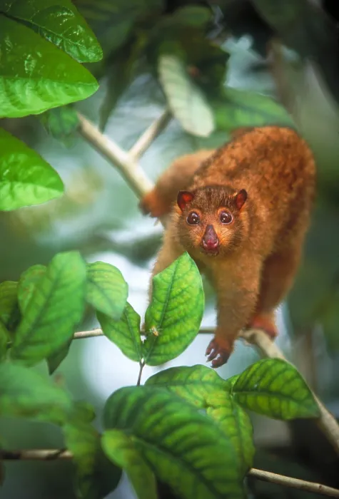 Framed Print : Cuscus, native to the rainforest of Papua New Guinea Framed Print : Cuscus, native to the rainforest of Papua New Guinea