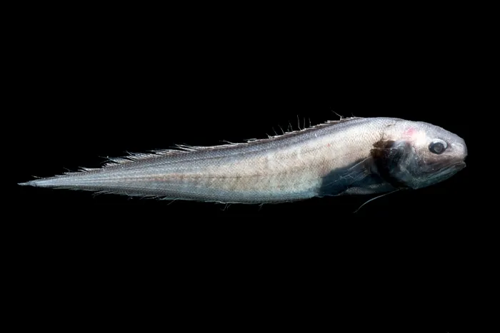 Framed Print : Cusk Eel (Monomitopus agassizii) Framed Print : Cusk Eel (Monomitopus agassizii)