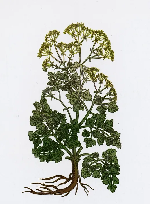 Framed Print : Cymopterus Lemmonii, Mountain Parsley