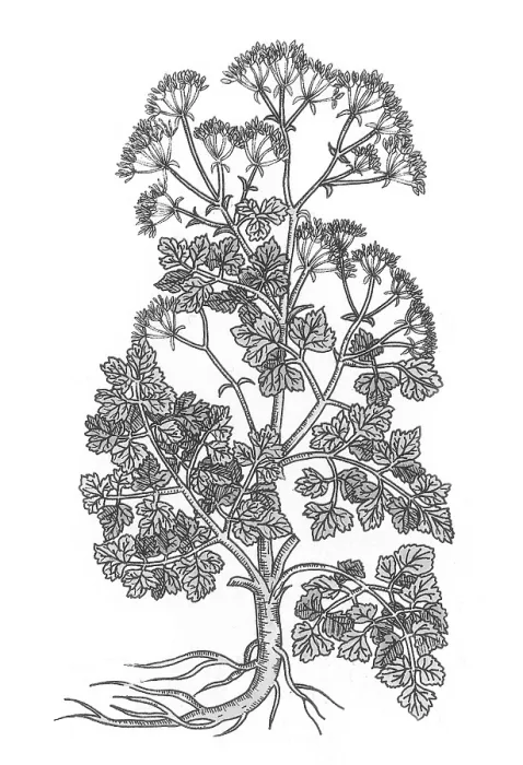 Framed Print : Cymopterus Lemmonii, Mountain Parsley Framed Print : Cymopterus Lemmonii, Mountain Parsley