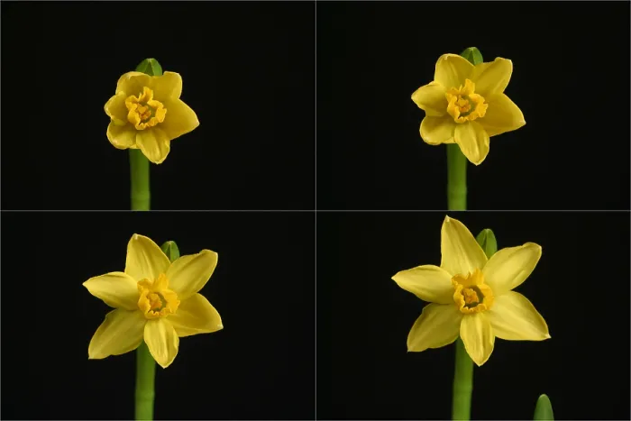 Framed Print : Daffodil blooming sequence
