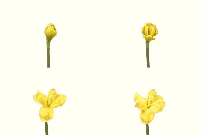 Framed Print : Daffodil blooming sequence Framed Print : Daffodil blooming sequence