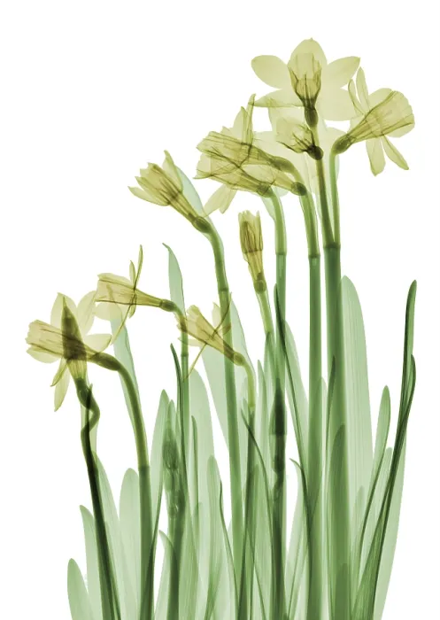 Framed Print : Daffodil Flower, X-ray Framed Print : Daffodil Flower, X-ray