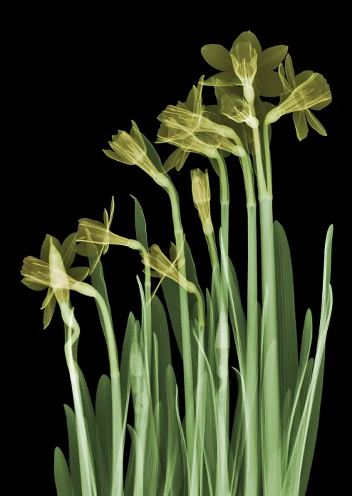 Framed Print : Daffodil Flower, X-ray Framed Print : Daffodil Flower, X-ray