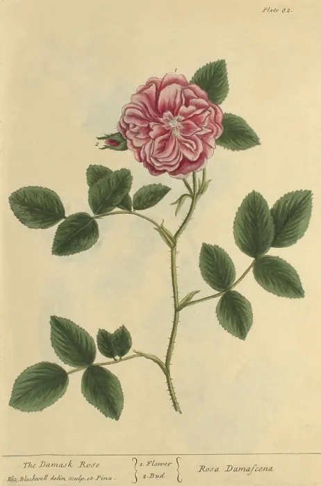 Framed Print : Damask Rose, Medicinal Plant, 1737