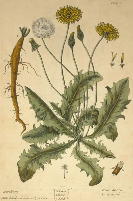Framed Print : Dandelion, Medicinal Plant, 1737 Framed Print : Dandelion, Medicinal Plant, 1737