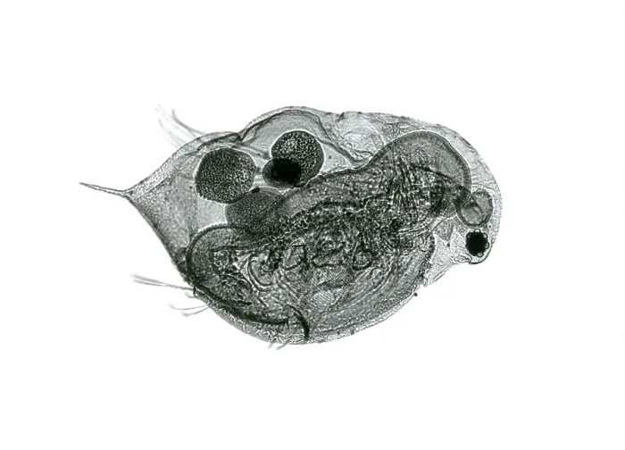 Framed Print : Daphnia under a microscope Framed Print : Daphnia under a microscope