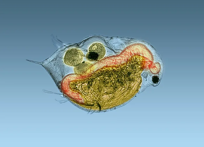 Framed Print : Daphnia under a microscope Framed Print : Daphnia under a microscope