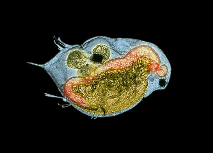 Framed Print : Daphnia under a microscope Framed Print : Daphnia under a microscope