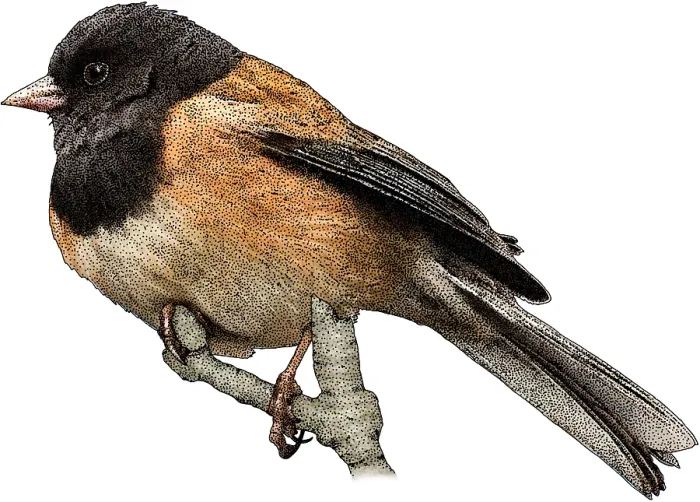 Framed Print : Dark-eyed Junco, Junco hyemalis, Illustration Framed Print : Dark-eyed Junco, Junco hyemalis, Illustration