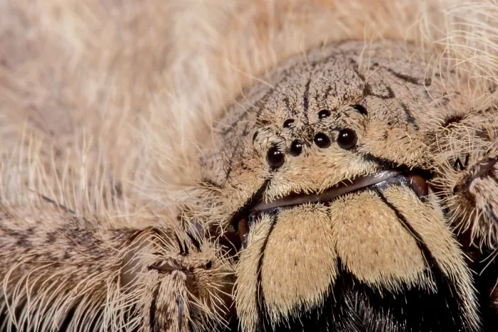 Framed Print : David Bowie Spider, (Heteropoda davidbowie) Framed Print : David Bowie Spider, (Heteropoda davidbowie)