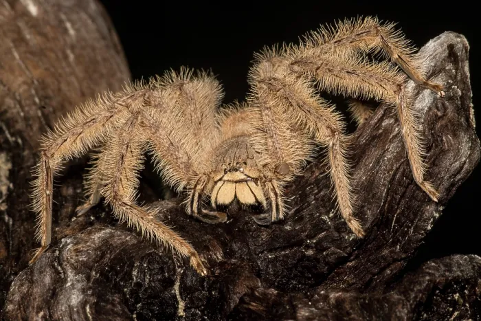 Framed Print : David Bowie Spider, (Heteropoda davidbowie) Framed Print : David Bowie Spider, (Heteropoda davidbowie)