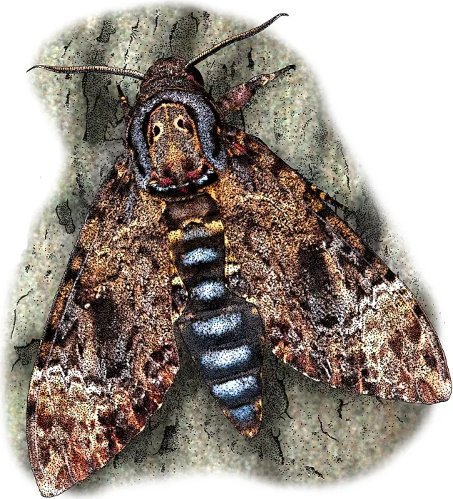 Framed Print : Deaths head hawkmoth Framed Print : Deaths head hawkmoth