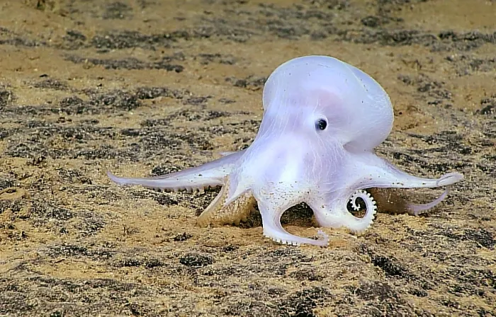 Framed Print : Deep-sea 'Casper' Octopod Framed Print : Deep-sea 'Casper' Octopod