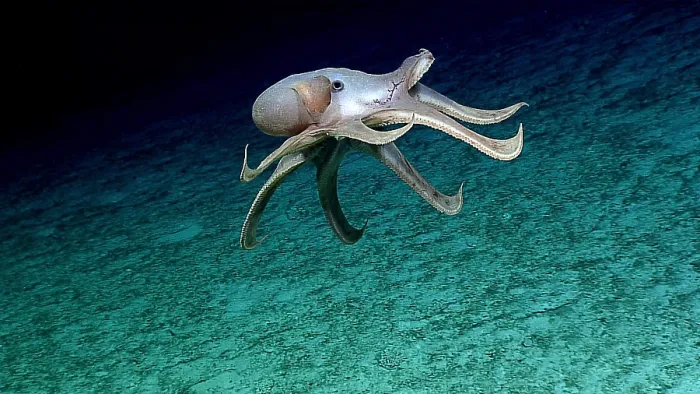 Framed Print : Deep-sea Cirrate Octopod, Grimpoteuthis sp Framed Print : Deep-sea Cirrate Octopod, Grimpoteuthis sp