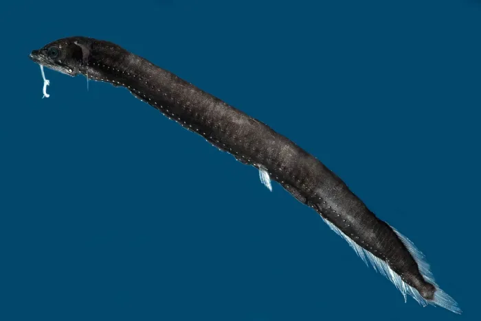 Framed Print : Deep-Sea Dragonfish