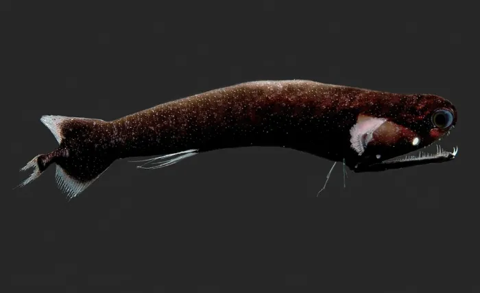 Framed Print : Deep-Sea Dragonfish Framed Print : Deep-Sea Dragonfish